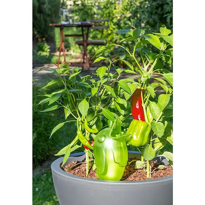 Scheurich Wasserspender Bördy XL - 620 ml, Pearl Green - Bunte Paprika wachsen in einem Topf im Garten, ergänzt durch einen lustigen, grünen Wasserspender in Pinguinform.