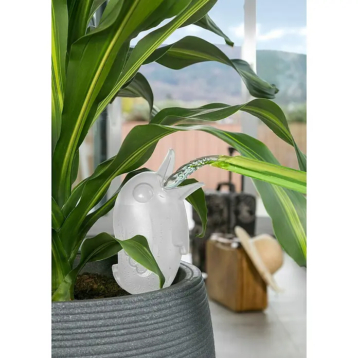zimmerpflanze kaufen Katzenfreundliche Zimmerpflanzen (6er Set) kaufen main image 1