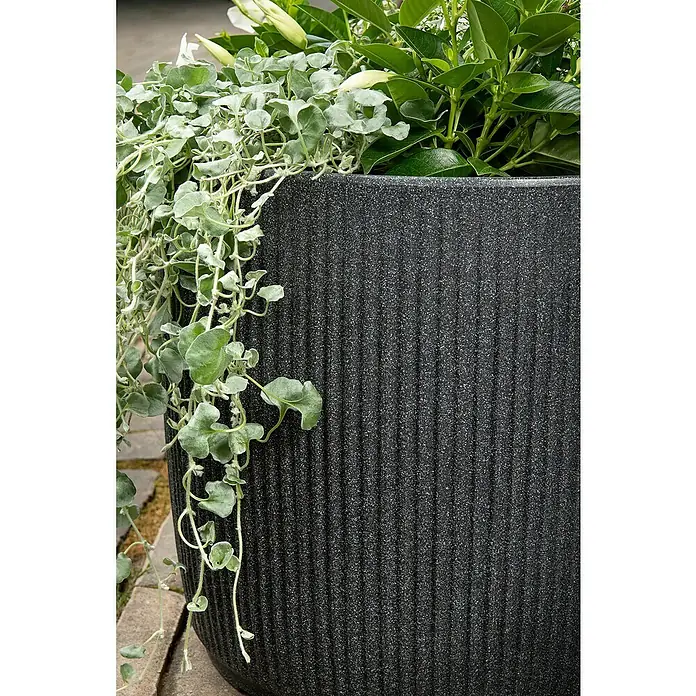 Scheurich Pflanzkübel rund Linetto - Außenmaß (Ø x H): 28,6 x 26,2 cm, Kunststoff, Stony Black - Nahaufnahme eines Pflanzgefäßes mit silbernem Kaskadengewächs und grünen Pflanzen, das eine elegante und natürliche Note für jeden Außenbereich bietet.