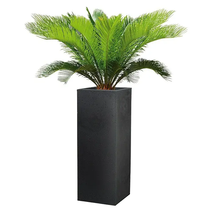 Scheurich Pflanzsäule eckig C-Cube - Außenmaß (L x B x H): 26 x 26 x 69,8 cm, Kunststoff, Schwarz - Pflanze in einem hohen, schlanken, anthrazitfarbenen Pflanzgefäß. Die Pflanze hat lange grüne Blätter, die nach außen ragen.