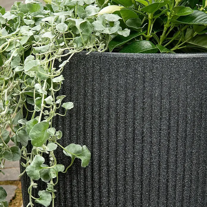 Scheurich Pflanzkübel rund Linetto - Außenmaß (Ø x H): 38,6 x 35,2 cm, Kunststoff, Stony Black - Nahaufnahme eines strukturierten, dunklen Pflanzgefäßes mit üppigen, grünen und silbrigen Pflanzen, ideal für Garten- und Terrassendekoration.