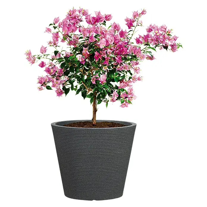 Scheurich Pflanztopf Coneo - Außenmaß (Ø x H): 28 x 24,3 cm, Kunststoff, Schwarz granit - Ein Bougainvillea-Bäumchen in einem grauen Topf. Die Pflanze hat leuchtend rosa Blüten und grüne Blätter. Schöne Dekoration für jeden Raum.