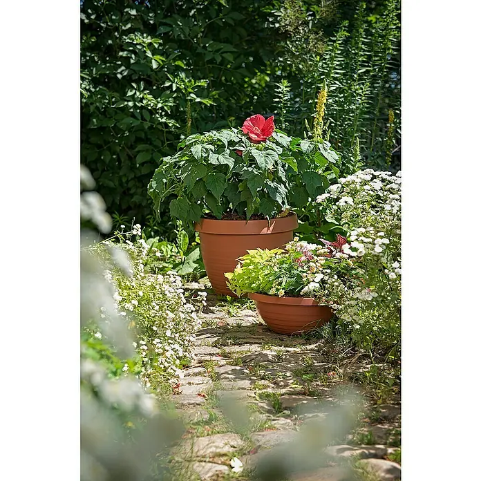 Scheurich Country Star Pflanztopf - Außenmaß (Ø x H): 30 x 22,4 cm, Kunststoff, Terracotta - Zwei Terrakotta-Blumentöpfe mit üppigen Pflanzen und einer roten Blüte stehen auf einem Gartenweg. Die Töpfe ergänzen die grüne Umgebung.
