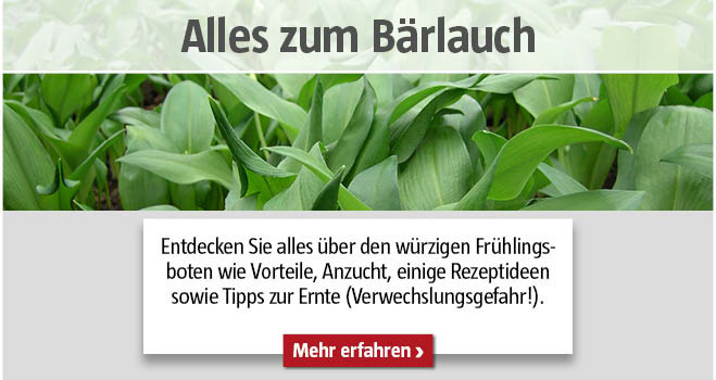 Bärlauch