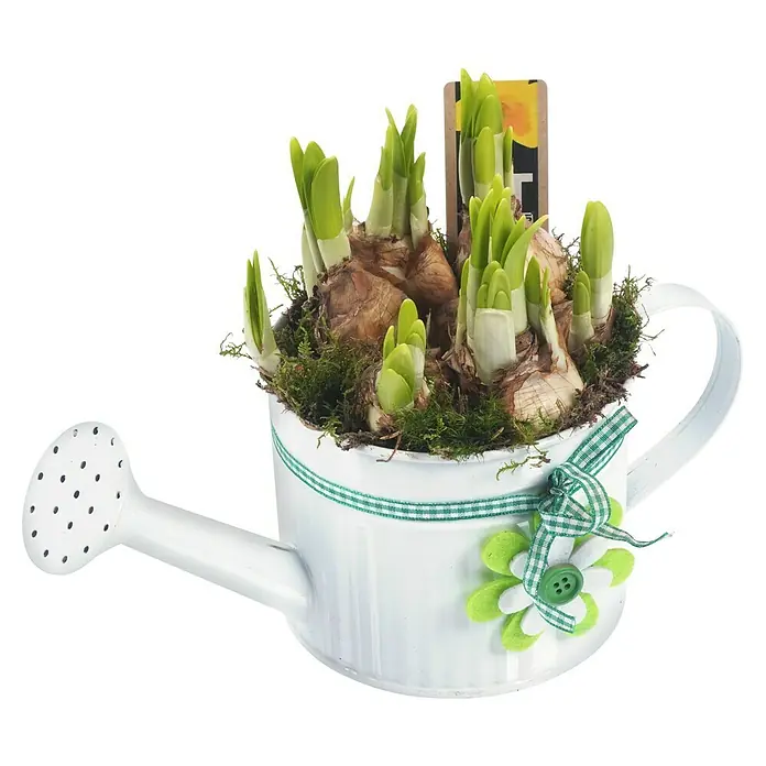 Piardino Narzissen in Gießkanne - Narcissus - Eine dekorative Zimmerpflanze, präsentiert in einer weißen Gießkanne mit grün-kariertem Band und Blumenverzierung. Ideal für ein gemütliches Zuhause.