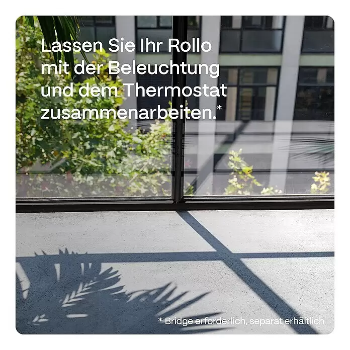 Rollo Elektrisch - B x H: 80 x 190 cm, Tageslichtdurchlässig, Grau, Uni - Szene mit Sonnenlicht durch ein Fenster und Pflanzenschatten, die die Integration von Rollo, Beleuchtung und Thermostat darstellt.