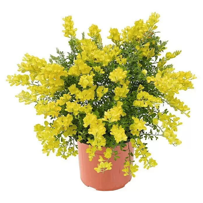 Piardino GinsterCytisus racemosus, Topfgröße: 17 cm, Blütenfarbe: Gelb