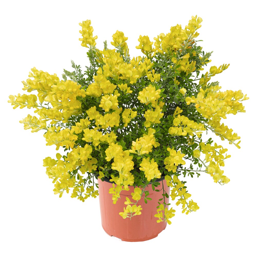 piardino-ginster-busch-kaufen