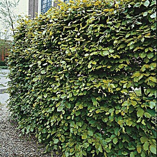 Hainbuche (Carpinus betulus, Topfvolumen: 2,5 l)