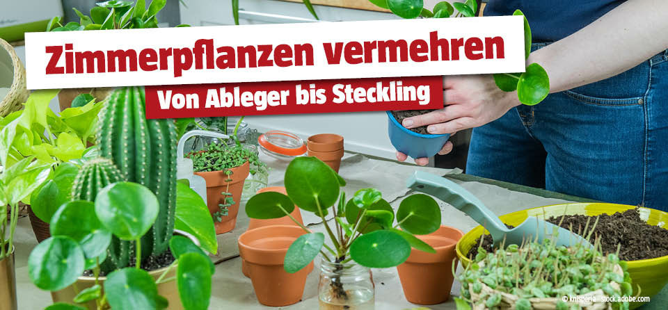 Zimmerpflanzen vermehren | BAUHAUS sterreich