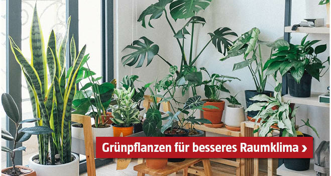 Zimmerpflanzen Raumklima