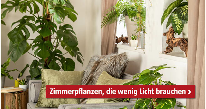 Zimmerpflanzen wenig Licht