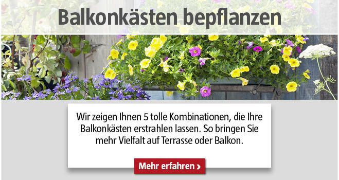 Balkonkästen bepflanzen