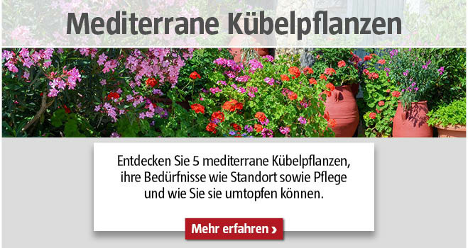 Mediterrane Kübelpflanzen