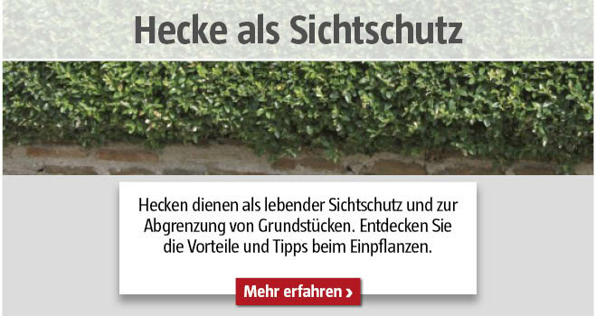 Hecke als Sichtschutz