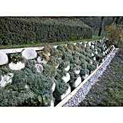 Ograja za polže StopSnails  (6 m) | 7401 - Draht / Zubehör | IAGA - Metallzaun | IAG - Außenbereichsausstattung | IA - Gartenhartware | I - Stadtgarten | BAUHAUS