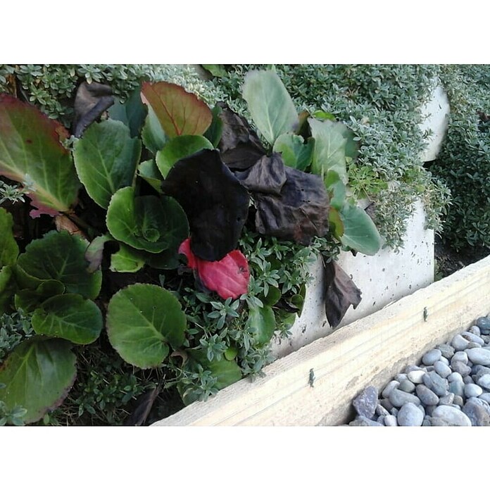 Ograja za polže StopSnails  (6 m) | 7401 - Draht / Zubehör | IAGA - Metallzaun | IAG - Außenbereichsausstattung | IA - Gartenhartware | I - Stadtgarten | BAUHAUS