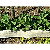 Zaščitni ovoj Soven  (Naravna vlakna, 10 cm x 2 m) | 7481 - Folien / Netze / Winterschutz | IAGG - Gartenartikel | IAG - Außenbereichsausstattung | IA - Gartenhartware | I - Stadtgarten | BAUHAUS