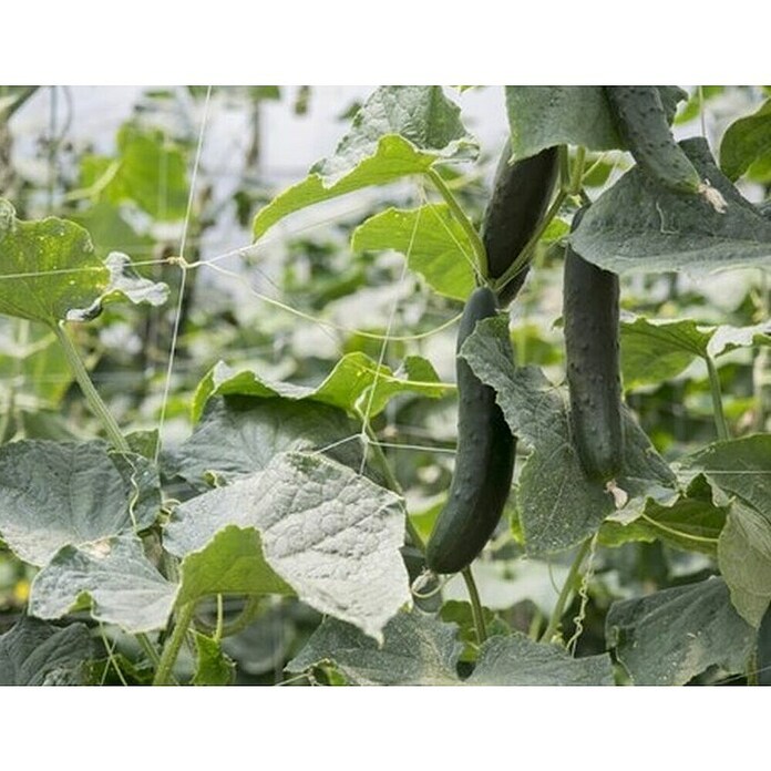 Stebrna mreža Marnet  (Bela, 1,8 x 20 m) | 7481 - Folien / Netze / Winterschutz | IAGG - Gartenartikel | IAG - Außenbereichsausstattung | IA - Gartenhartware | I - Stadtgarten | BAUHAUS