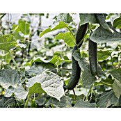 Stebrna mreža Marnet  (Bela, 1,8 x 20 m) | 7481 - Folien / Netze / Winterschutz | IAGG - Gartenartikel | IAG - Außenbereichsausstattung | IA - Gartenhartware | I - Stadtgarten | BAUHAUS