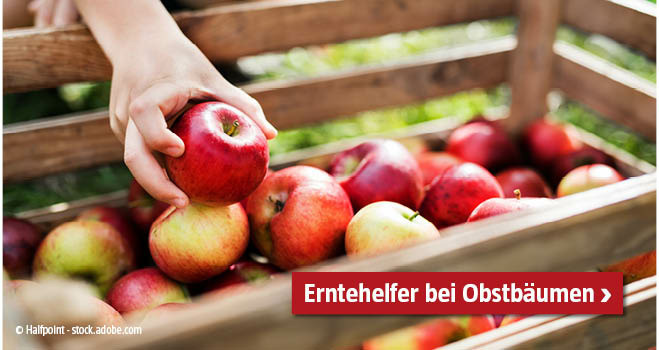 Erntehelfer