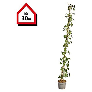 Efeu Hecke (150 Stk., 125 cm - 150 cm, Hedera hibernica)