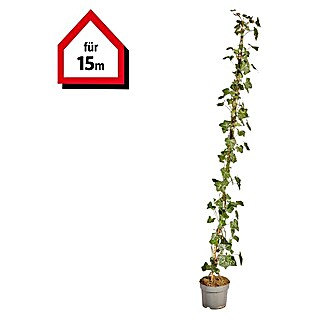 Efeu Hecke (75 Stk., 125 cm - 150 cm, Hedera hibernica)
