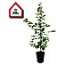 Hainbuche 