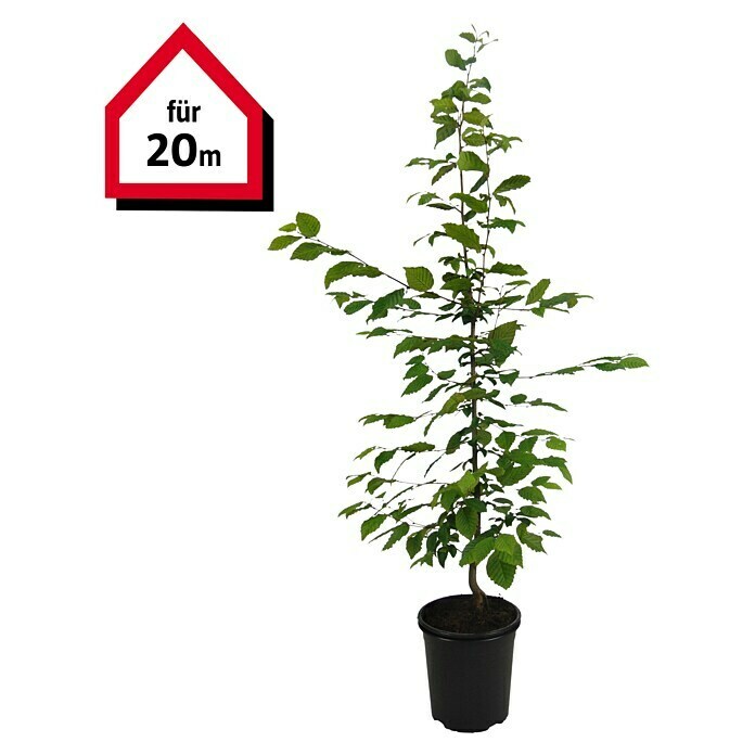 Hainbuche (100 Stk., Aktuelle Wuchshöhe: 80 cm - 100 cm, Carpinus Betulus) | BAUHAUS
