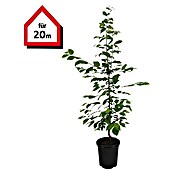Hainbuche (100 Stk., Aktuelle Wuchshöhe: 80 cm - 100 cm, Carpinus Betulus) | BAUHAUS