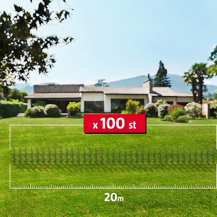 Hainbuche (100 Stk., Aktuelle Wuchshöhe: 80 cm - 100 cm, Carpinus Betulus) | BAUHAUS