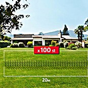 Hainbuche (100 Stk., Aktuelle Wuchshöhe: 80 cm - 100 cm, Carpinus Betulus) | BAUHAUS