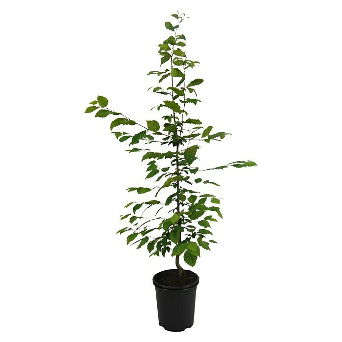 Hainbuche (100 Stk., Aktuelle Wuchshöhe: 80 cm - 100 cm, Carpinus Betulus) | BAUHAUS