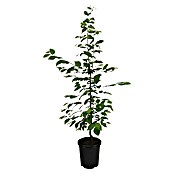 Hainbuche (100 Stk., Aktuelle Wuchshöhe: 80 cm - 100 cm, Carpinus Betulus) | BAUHAUS
