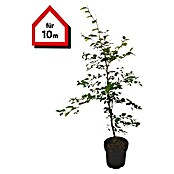 Rotbuche (50 Stk., Aktuelle Wuchshöhe: 80 cm - 100 cm, Fagus sylvatica) | BAUHAUS