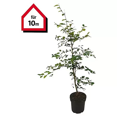 Rotbuche