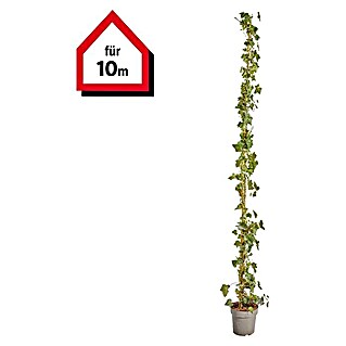 Efeu Hecke (50 Stk., 175 cm - 200 cm, Hedera hibernica)
