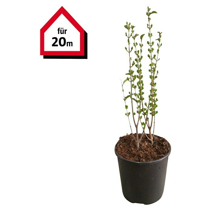 Liguster (100 Stk., 60 cm - 80 cm, Ligustrum ovalifolium) | BAUHAUS