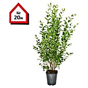 Liguster (40 Stk., 150 cm - 175 cm, Ligustrum ovalifolium) | BAUHAUS