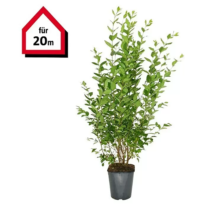 Liguster40 Stk., 150 cm - 175 cm, Ligustrum ovalifolium