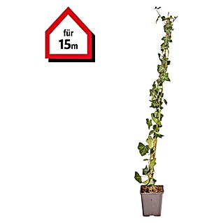 Efeu Hecke (75 Stk., 80 cm - 100 cm, Hedera hibernica)