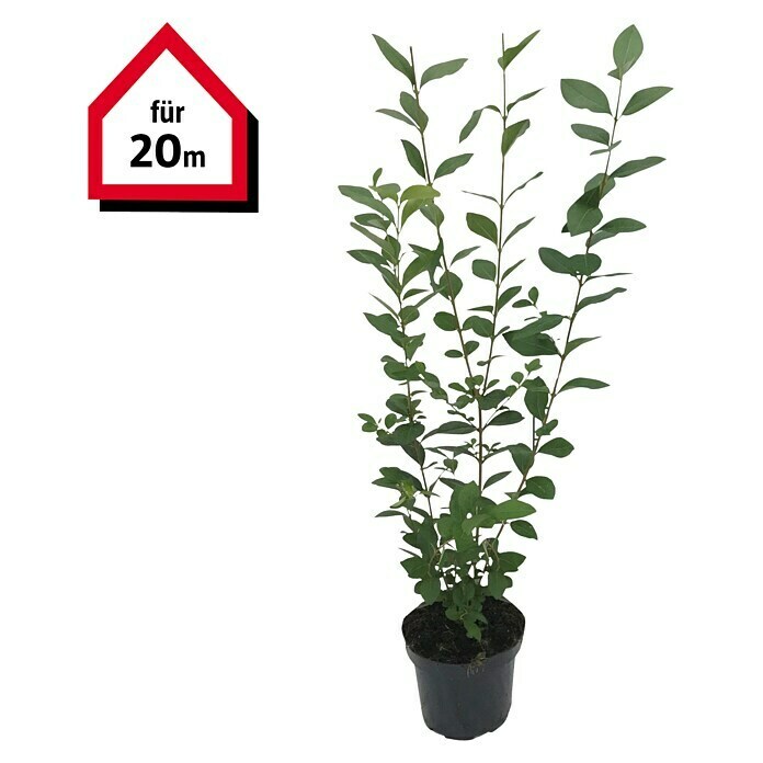 Liguster (60 Stk., 100 cm - 125 cm, Ligustrum ovalifolium) | BAUHAUS