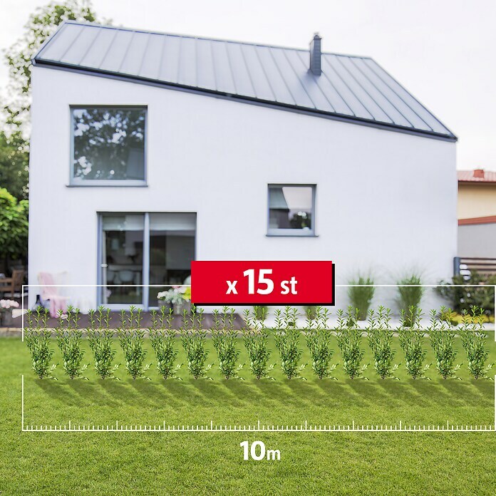 Kirschlorbeer (15 Stk., Aktuelle Wuchshöhe: 175 cm - 200 cm, Prunus laurocerasus 'Caucasica') | BAUHAUS