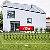 Kirschlorbeer (15 Stk., Aktuelle Wuchshöhe: 175 cm - 200 cm, Prunus laurocerasus 'Caucasica') | BAUHAUS