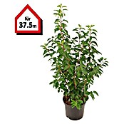 Portugiesische Lorbeerkirsche (75 Stk., Aktuelle Wuchshöhe: 80 cm - 100 cm, Prunus lusitanica 'Angustifolia') | BAUHAUS