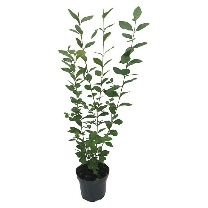 Liguster (60 Stk., 100 cm - 125 cm, Ligustrum ovalifolium) | BAUHAUS