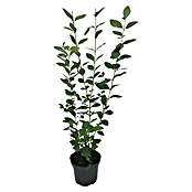 Liguster (60 Stk., 100 cm - 125 cm, Ligustrum ovalifolium) | BAUHAUS