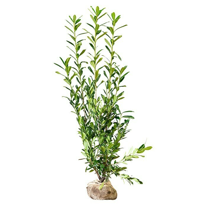 Kirschlorbeer (15 Stk., Aktuelle Wuchshöhe: 175 cm - 200 cm, Prunus laurocerasus 'Caucasica') | BAUHAUS