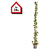 Efeu Hecke (Hedera hibernica) | BAUHAUS