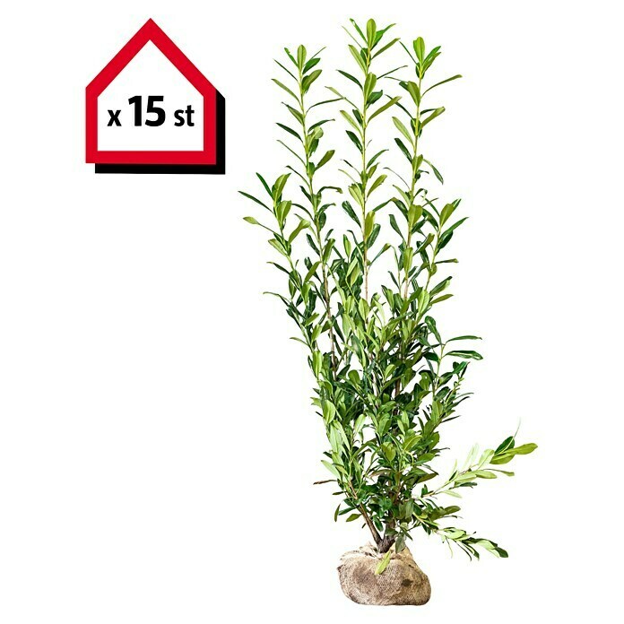 Kirschlorbeer (15 Stk., Aktuelle Wuchshöhe: 175 cm - 200 cm, Prunus laurocerasus 'Caucasica') | BAUHAUS